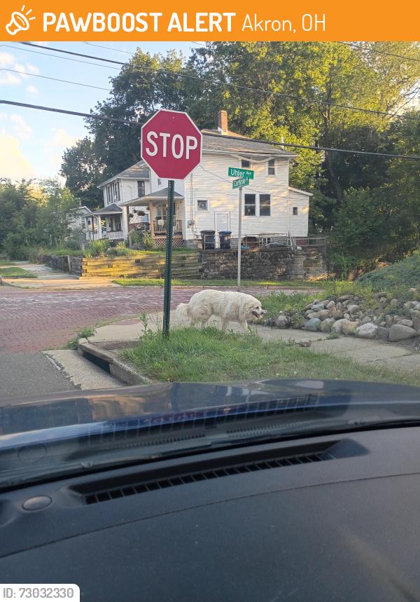 Found/Stray Male Dog last seen Carlysle, Akron, OH 44310