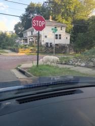 Found/Stray Male Dog last seen Carlysle, Akron, OH 44310