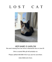 Lost Female Cat last seen Buchanan Ave/White Fawn Drive, Asheville, NC 28801