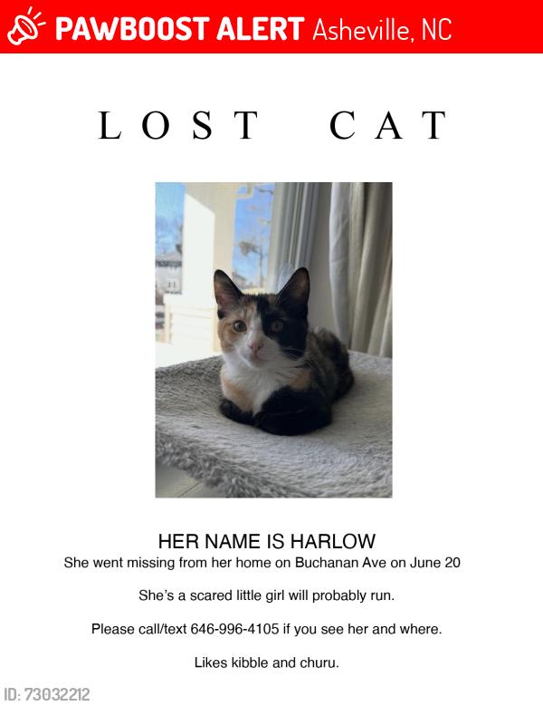 Lost Female Cat last seen Buchanan Ave/White Fawn Drive, Asheville, NC 28801