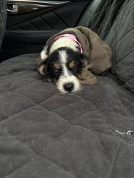Found/Stray Unknown Dog last seen Hogue st, Houston, TX 77087