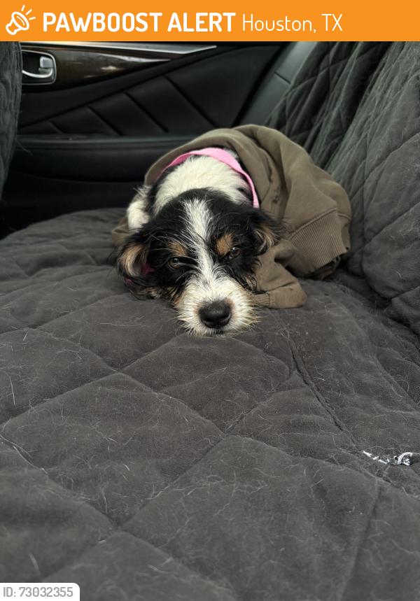 Found/Stray Unknown Dog last seen Hogue st, Houston, TX 77087