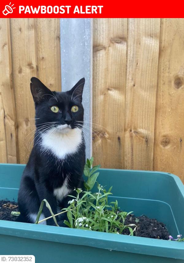 Lost Male Cat last seen Hitcham road, Greater London, England 