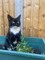 Lost Male Cat last seen Hitcham road, Greater London, England 