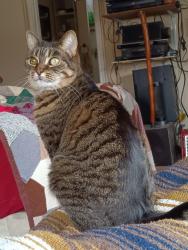 Lost Female Cat last seen Watauga Ave between Earl and Prince streets, Johnson City, TN 37601