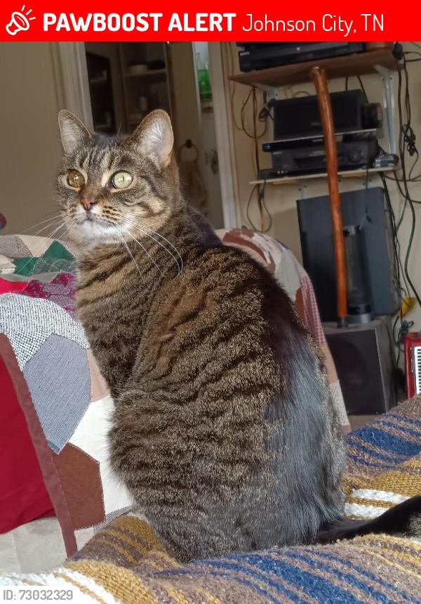 Lost Female Cat last seen Watauga Ave between Earl and Prince streets, Johnson City, TN 37601