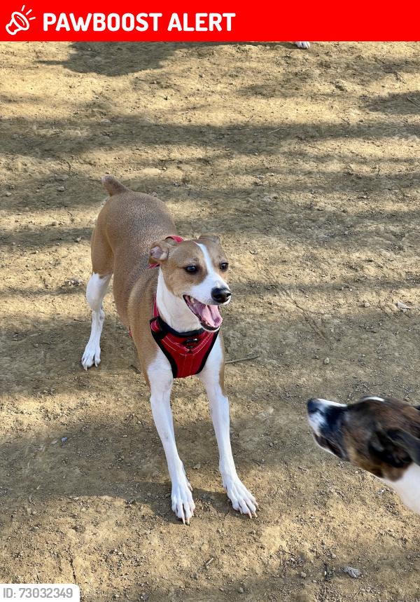 Lost Female Dog last seen Tennessee River, Hamilton County, TN 37341