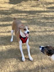 Lost Female Dog last seen Tennessee River, Hamilton County, TN 37341