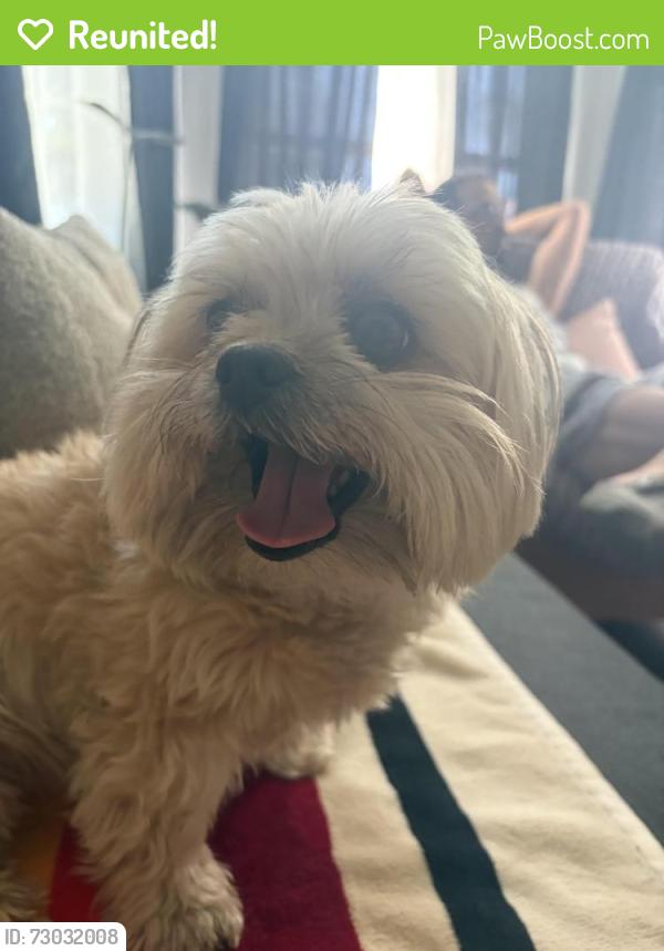 Reunited Female Dog last seen 65th and MacArthur near evergreen cemetery , Oakland, CA 94619