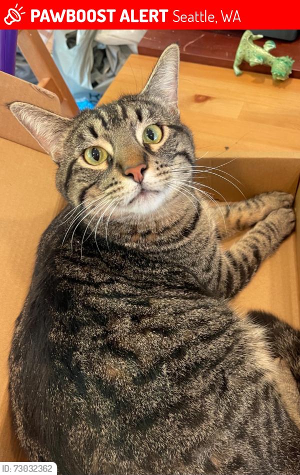 Lost Male Cat last seen 27th Ave & Yesler St., Seattle, WA 98144