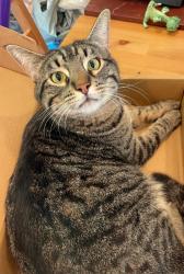 Lost Male Cat last seen 27th Ave & Yesler St., Seattle, WA 98144