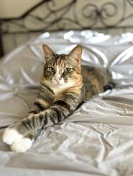 Reunited Female Cat last seen Alicia and Marguerite , Mission Viejo, CA 92692