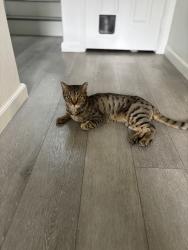 Lost Female Cat last seen Mission Oaks Blvd, Camarillo, CA 93012
