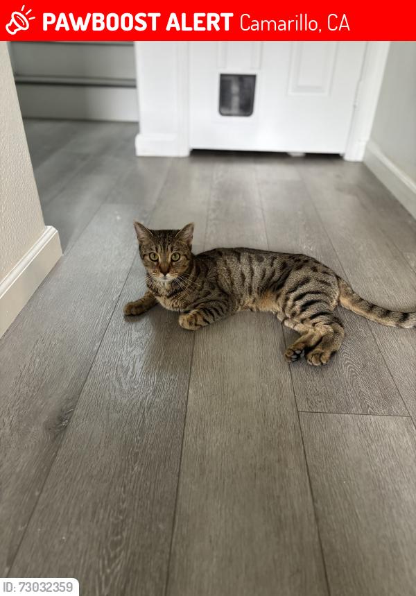 Lost Female Cat last seen Mission Oaks Blvd, Camarillo, CA 93012