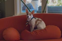 Lost Male Dog last seen Rosa Parks & Willamette, Portland, OR 97217