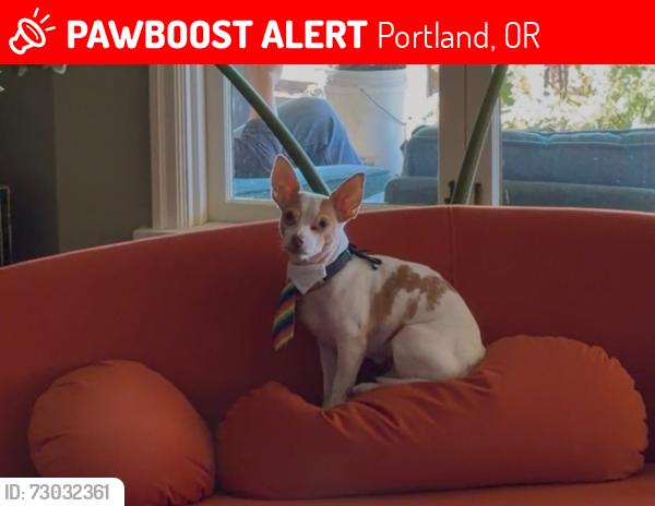 Lost Male Dog last seen Rosa Parks & Willamette, Portland, OR 97217