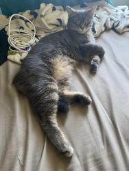Lost Female Cat last seen Chicago blvd S & 2nd Ave SW, Pacific, WA 98047