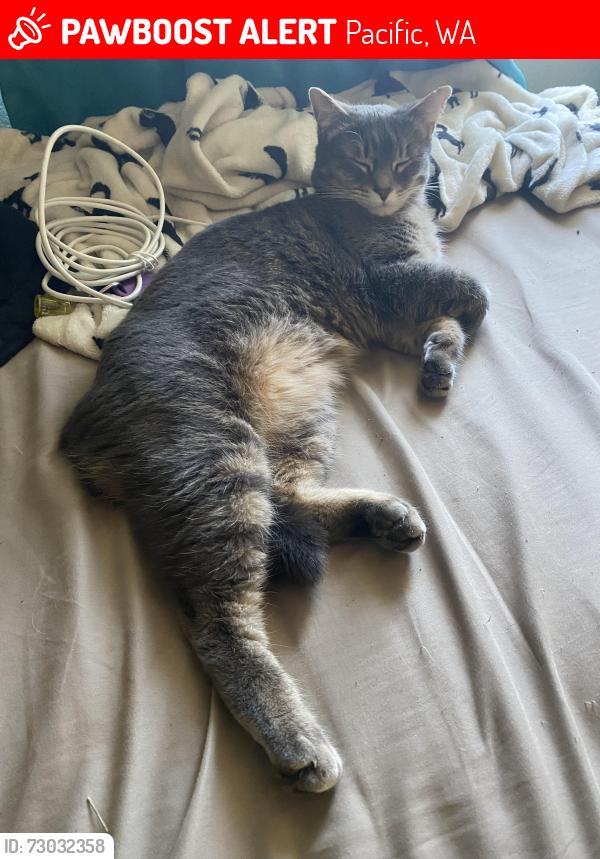 Lost Female Cat last seen Chicago blvd S & 2nd Ave SW, Pacific, WA 98047