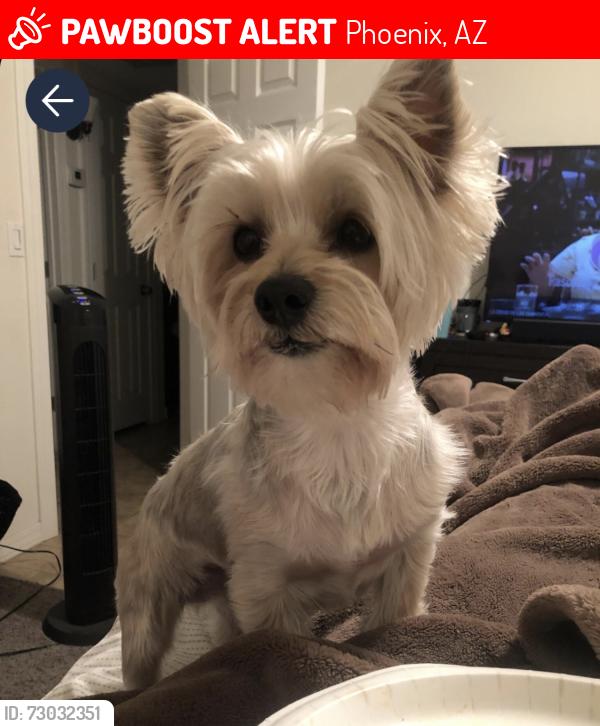 Lost Male Dog last seen Near av and 71 av , Phoenix, AZ 85043