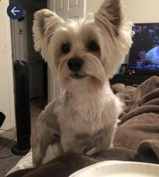Lost Male Dog last seen Near av and 71 av , Phoenix, AZ 85043