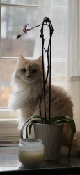 Lost Male Cat last seen North Rd. (RT 114), Sudbury, MA 01776
