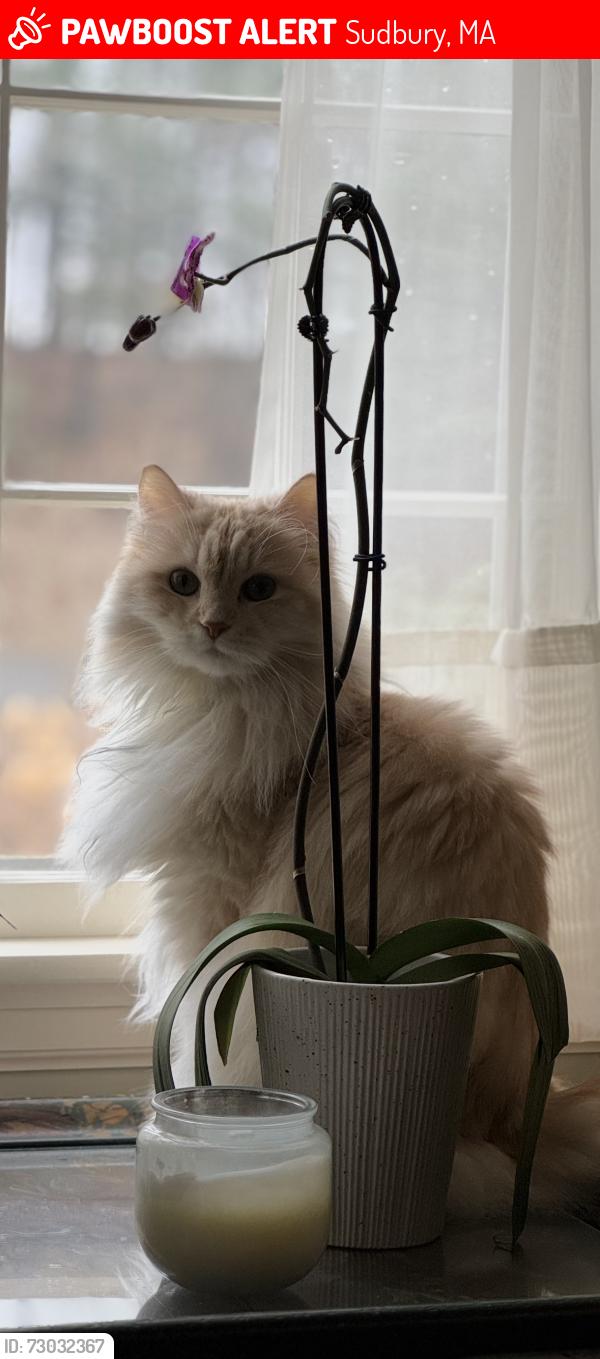 Lost Male Cat last seen North Rd. (RT 114), Sudbury, MA 01776
