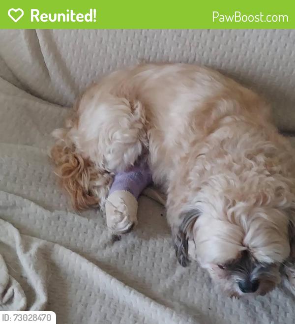 Reunited Male Dog last seen Main St. And Siebenthaler Ave, Dayton, OH 45405
