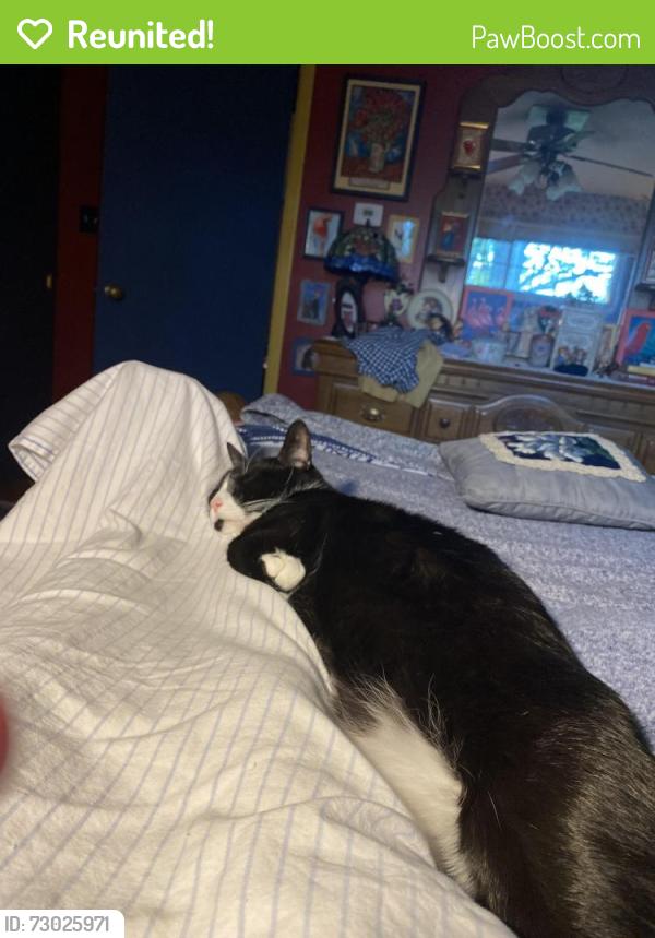 Reunited Male Cat last seen Ridgecrest road, Dewitt, ny, Wedgewood Terr, Revere Rd in DeWitt, NY, South Elgin, IL 60177