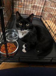 Lost Male Cat last seen Near Crepe Myrtle Ct, Raleigh, NC 27609, Raleigh, NC 27609