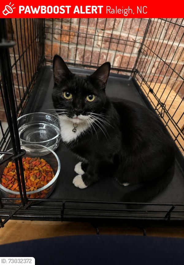 Lost Male Cat last seen Near Crepe Myrtle Ct, Raleigh, NC 27609, Raleigh, NC 27609