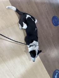 Found/Stray Male Dog last seen George and Washtenaw, Chicago, IL 60618