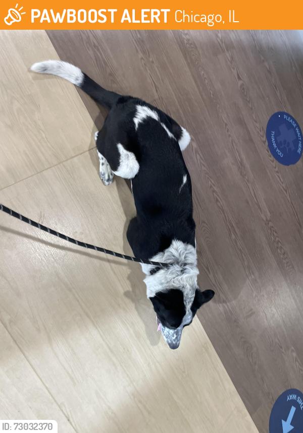 Found/Stray Male Dog last seen George and Washtenaw, Chicago, IL 60618