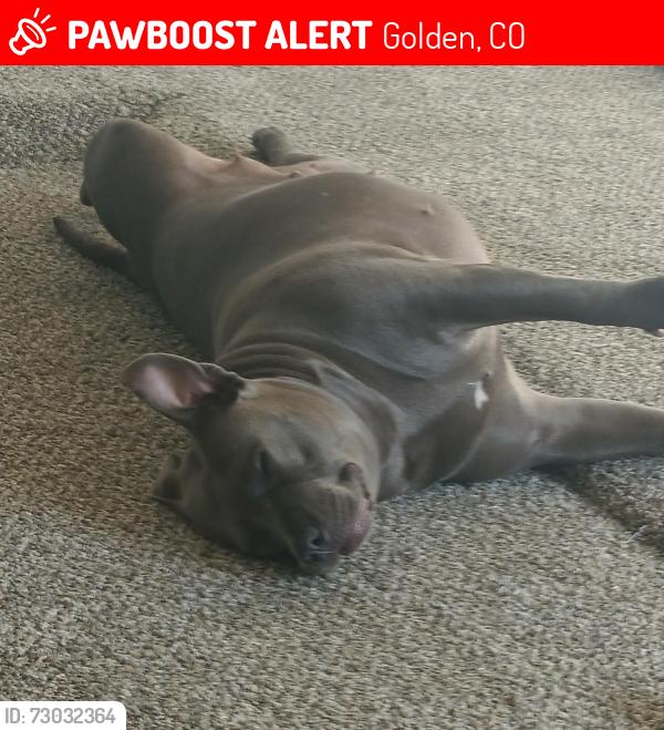 Lost Female Dog last seen Cofax & Moss. Sinclair gas station, Golden, CO 80401