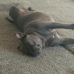Lost Female Dog last seen Cofax & Moss. Sinclair gas station, Golden, CO 80401