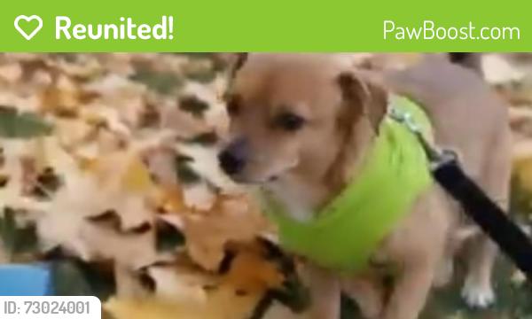 Reunited Male Dog last seen Minnesota Ave Knoxville TN 37921, Knoxville, TN 37921