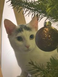 Reunited Female Cat last seen Near Penn Ave, near the intersection of Penn Ave & Hill St, Mayfield, PA 18433, Mayfield, PA 18433