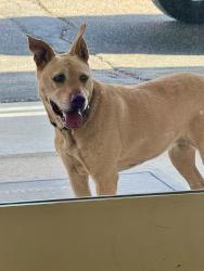 Found/Stray Unknown Dog last seen Artisco Vista and Central, Albuquerque, NM 87121