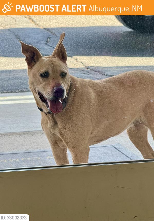 Found/Stray Unknown Dog last seen Artisco Vista and Central, Albuquerque, NM 87121