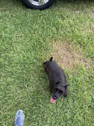 Reunited Unknown Dog last seen Near SW 71st Ct, Miami, FL 33155, USA, Miami, FL 33155
