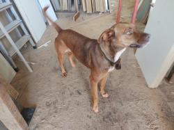 Lost Female Dog last seen Posto boiadeiro br 369, Jardim Marissol, PR 86030-030
