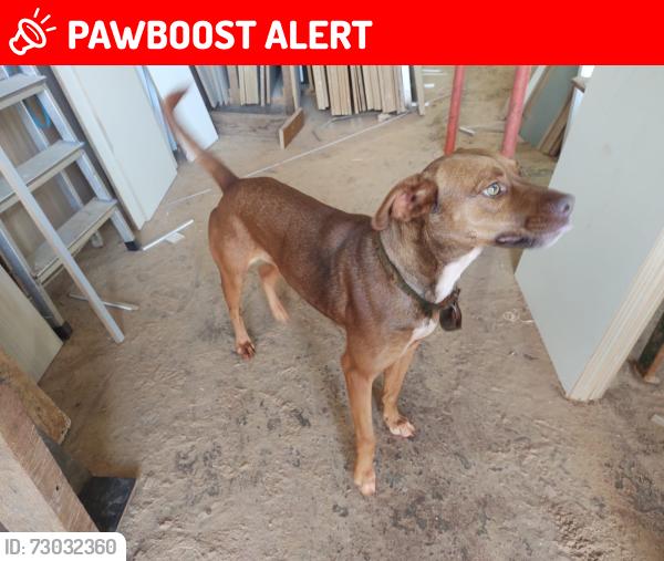 Lost Female Dog last seen Posto boiadeiro br 369, Jardim Marissol, PR 86030-030