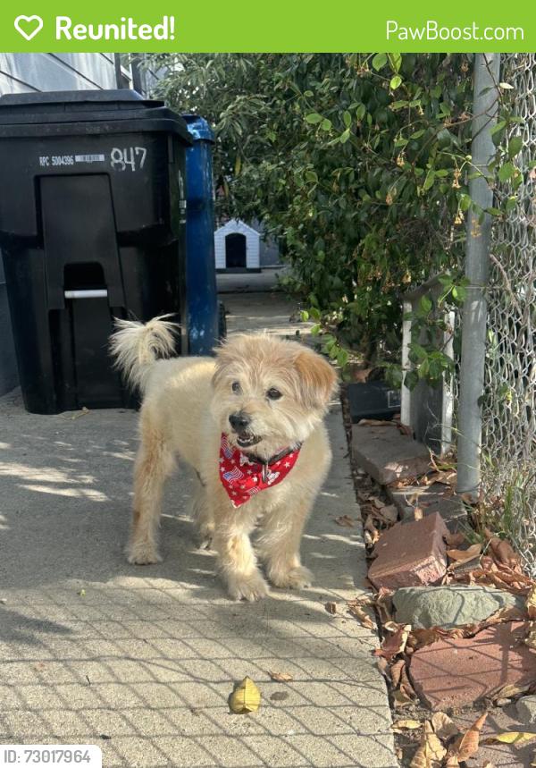 Reunited Male Dog last seen San Fernando, CA, USA, San Fernando, CA 91341