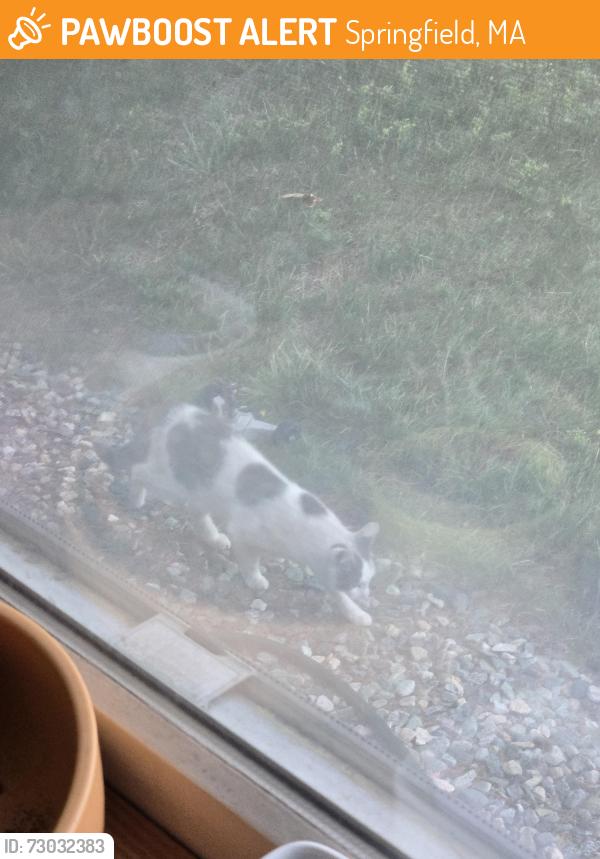 Found/Stray Unknown Cat last seen Residential, Springfield, MA 01129