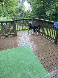 Found/Stray Female Dog last seen St-angelique, Saint-Lazare, QC J7T 2W5