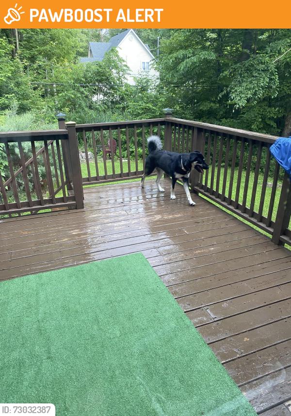 Found/Stray Female Dog last seen St-angelique, Saint-Lazare, QC J7T 2W5