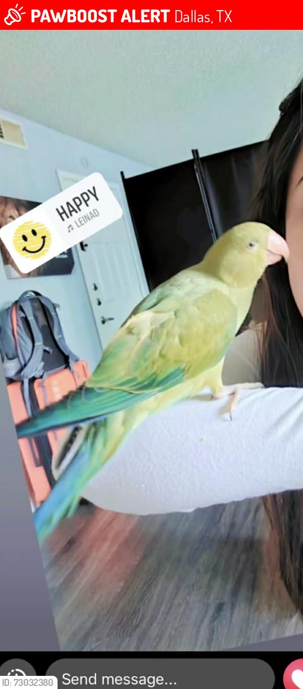 Lost Unknown Bird last seen Eleven600 apmts, Dallas, TX 75243