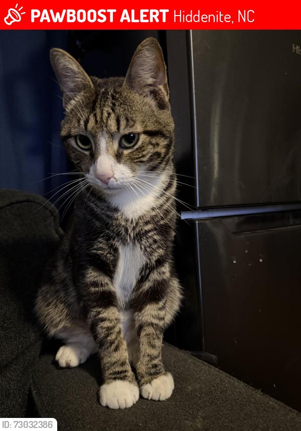 Lost Male Cat last seen Near sulphur springs rd hiddenite nc, Hiddenite, NC 28636