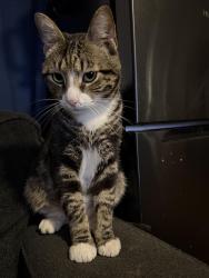 Lost Male Cat last seen Near sulphur springs rd hiddenite nc, Hiddenite, NC 28636
