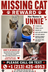 Lost Female Cat last seen E Ellis and Long Beach blvd, Long Beach, CA 90805