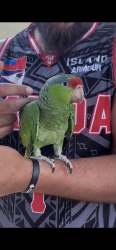 Found/Stray Unknown Bird last seen Vincent and Cameron , West Covina, CA 91790